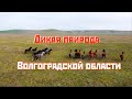 Здесь должен побывать каждый | Путешествие по Волгоградской области | Travel nature
