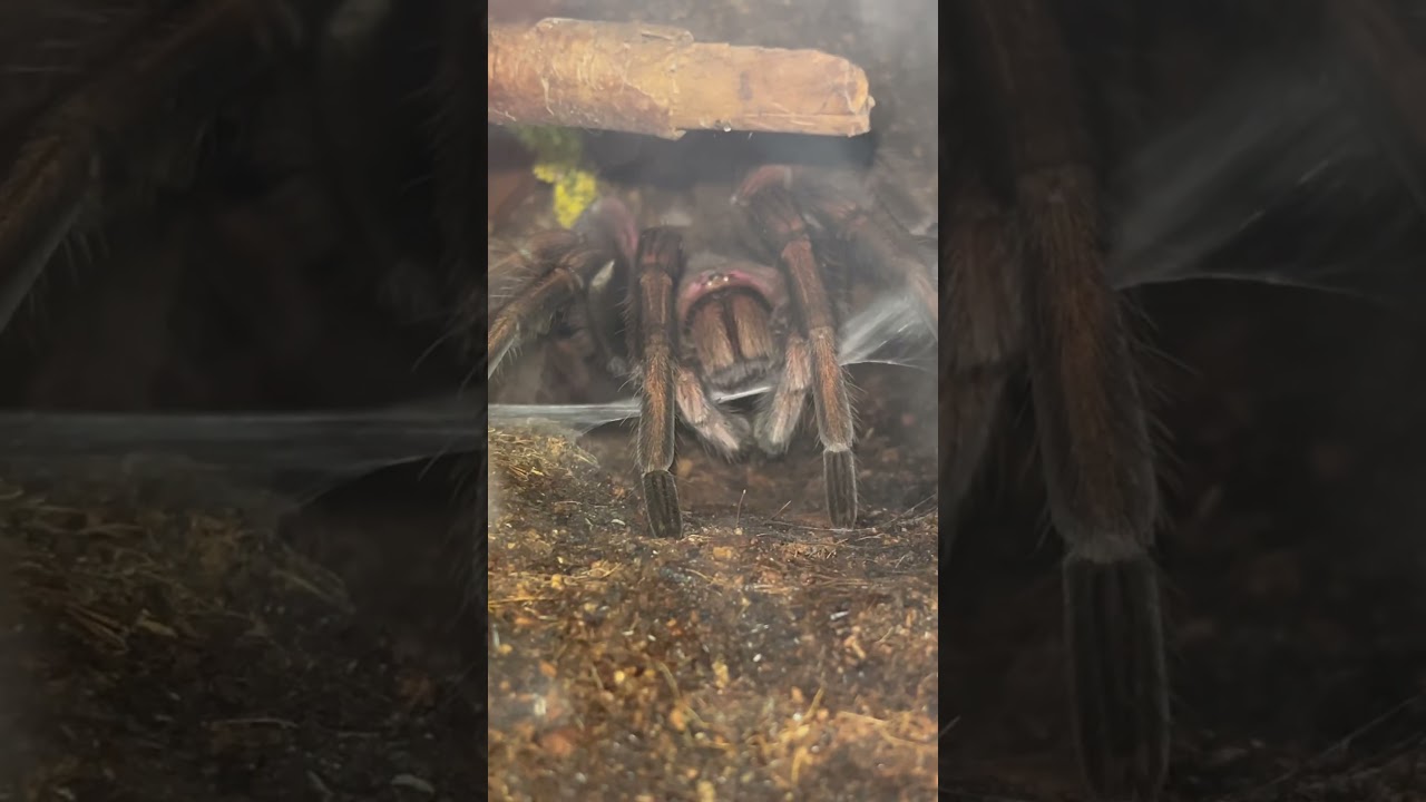 Тарантул кончает прямо перед самкой!!! 😂 