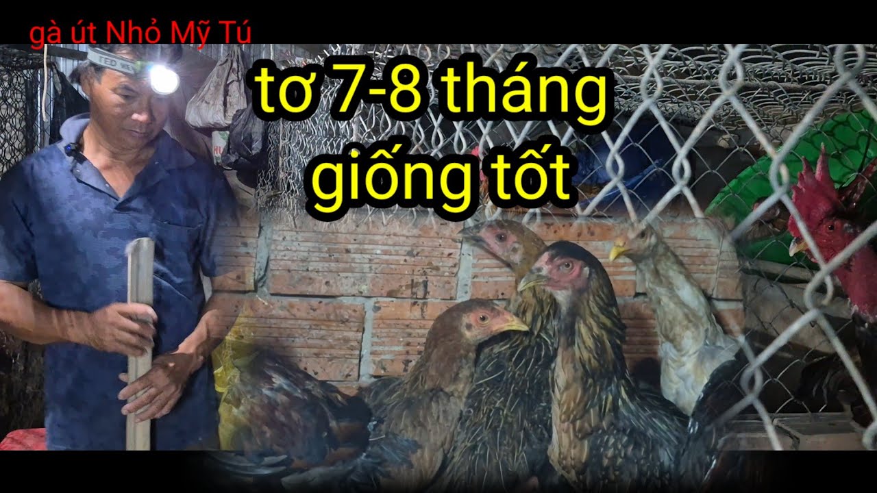 Gà Tơ lớn 8-9 tháng các dòng lai về làm giống cần ae liên hệ 0368,248,220 chú Nhỏ