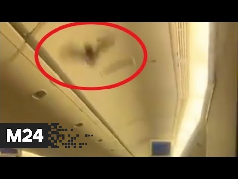 Летучая мышь на борту Air India сорвала полёт в США - Москва 24