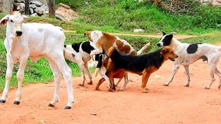 Awesome Rural Dogs !! Dog Meeting for the Summer Season in Village. by Life Daily 4,813 views 1 year ago 2 minutes, 15 seconds