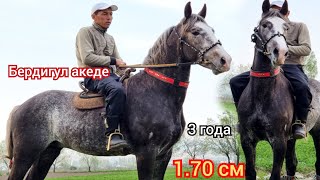 💥КөК  Кашка💥  3 года  1.70  см  Бердигул акеден  Чыкты пай пай