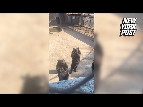 WATCH: Black bear does viral ‘Flower Handshake’ dance with tourists at Chinese zoo