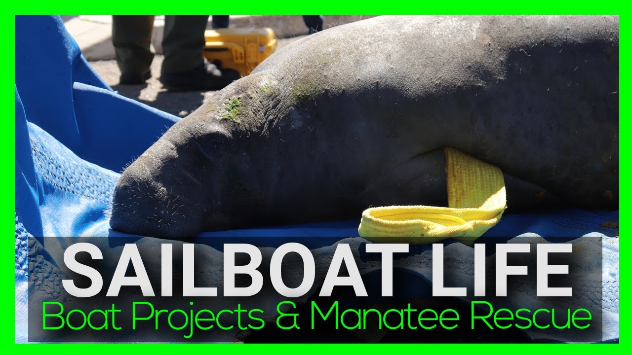 SAILBOAT LIFE: Boat Projects and Manatee Rescue I Sailing on a Whim Ep.12