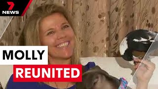 Molly the magpie reunited with family | 7 News Australia