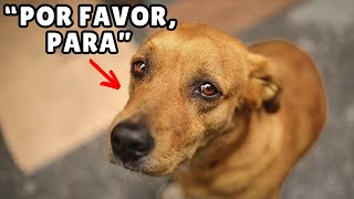 13 cosas que haces y tu perro ODIA (deja de hacerlas)