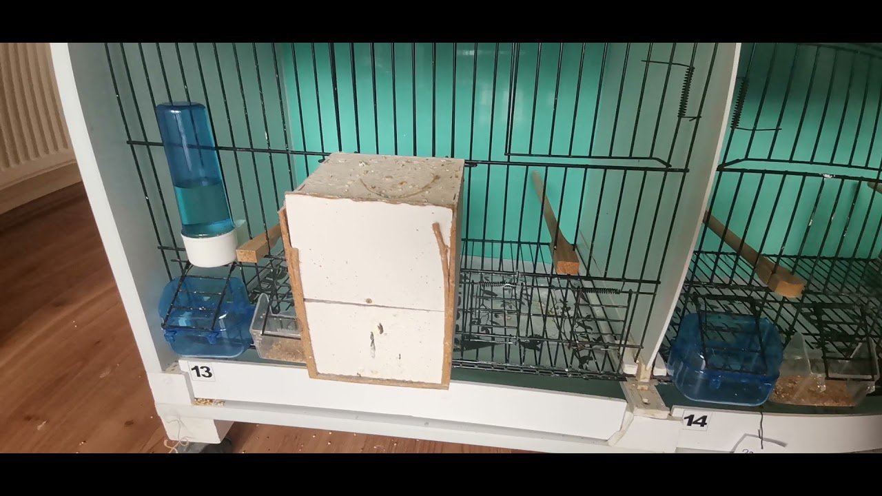 Golduian Finch Bengal İspinozu ve Kanarya Üretimi