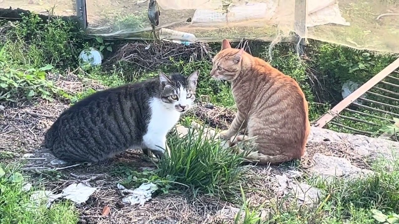 完全不知道他們在叫什麼？