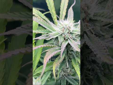 The fade is so pretty #autoflower #grow #cannabiscommunity #cannabiseducation #tentcity #indoorgrow