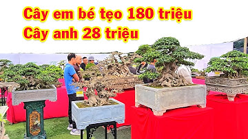 Triển lãm Hoài Đức, dàn Bonsai mini quá đẹp có giá để tham khảo, sanh nam điền, si, duối
