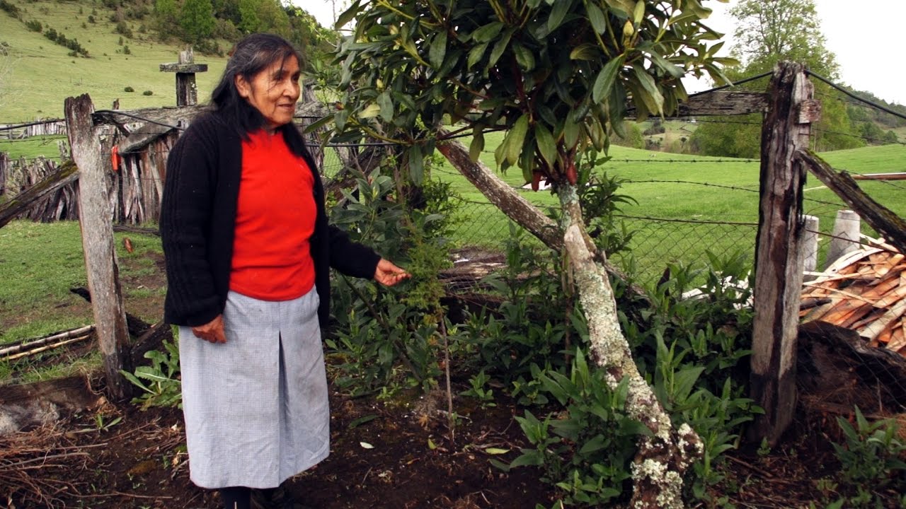 Cultivando el Küme Mongen. Capítulo 2