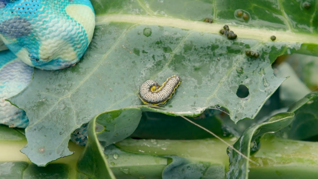 Alabama Smart Yards: Scouting for Insects - YouTube