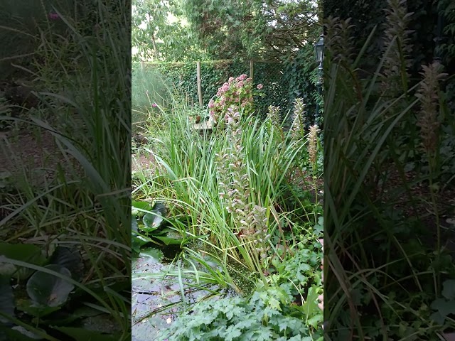 Rondleiding door een tuin met vijver