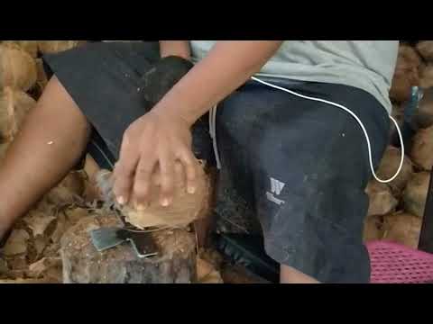 Milking coconut in Hua Hin