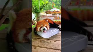 Red Pandasource Material From Instagram Any Infringement Will Be Deleted