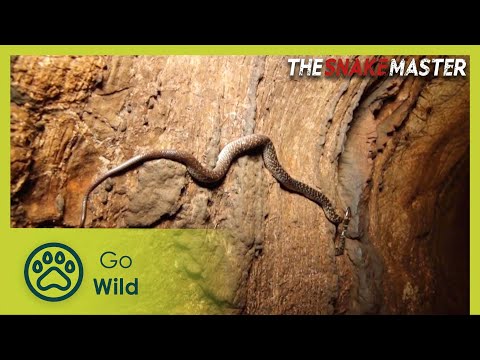 Serpent on a Limestone Mountain of Kanjanaburi Part 2 | Snake Master 24/26 | Go Wild