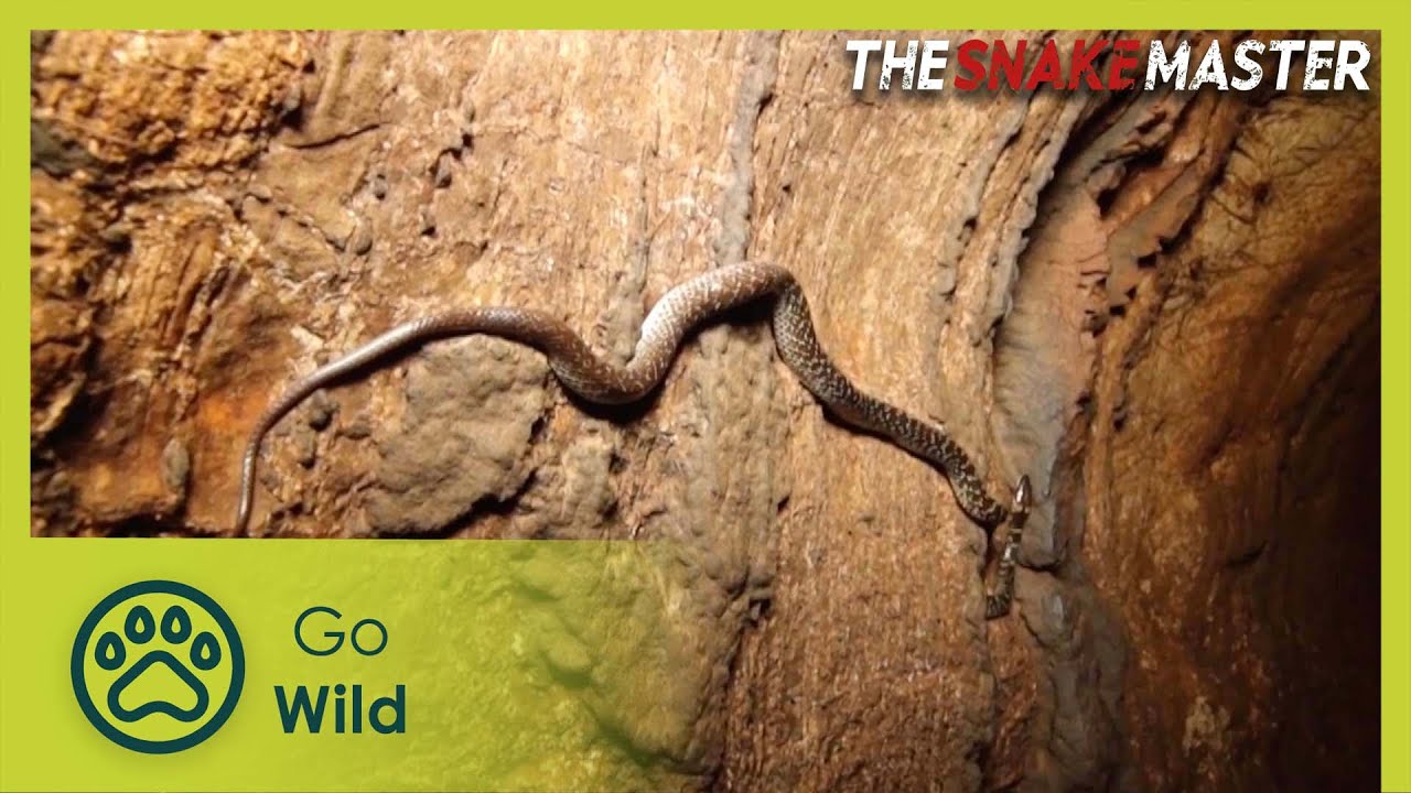 Documentary backdrop image for Serpent on a Limestone Mountain of Kanjanaburi Part 2 (2025)