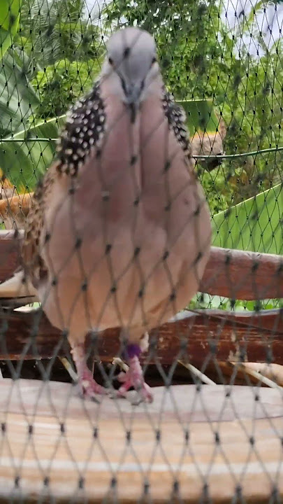 pikat tekukur kesayangan #shortsvideo