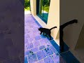 Kucing Pulang Kencan🐈‍⬛ De retour de mon rencard, j'ai une de ces dalles😂 #chat #cat #trending