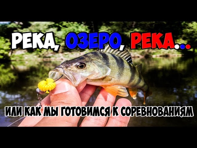 Река, озеро, река... (голавль, окунь и в погоне за щукой)