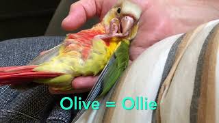 Green Cheek Conure Gender Test