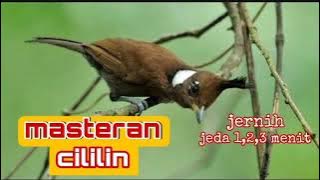 masteran cililin jernih jeda 1-3 menit.