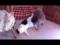 Cute cat beats up dog!