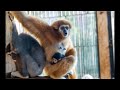 отель Ялта-Интурист Зоопарк обезьянки Отдых Ялта Крым 2021 своим ходом