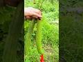 How to fix a crooked cucumber! #shorts #farming #Gardening #Cucumber #GreenScreen #Funny #DIY