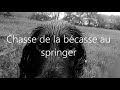 Chasse de la becasse au springer en bretagne