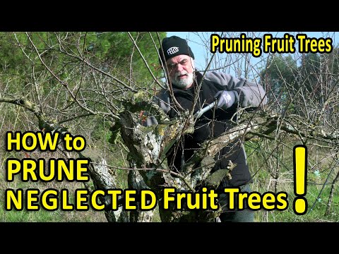 Vídeo: Poda l'arbre de la pruna: informació sobre quan i com tallar les prunes