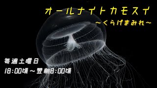 オールナイトカモスイ　～くらげまみれ～ #192　オワンクラゲ