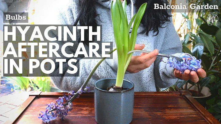 Aftercare For Hyacinths Grown In Pots! What To Do ...