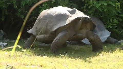 Explorer Interrupts Mating Tortoises, Slowest Chase Ever Ensues | National Geographic