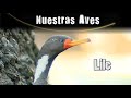 LILE  - Serie Nuestras Aves