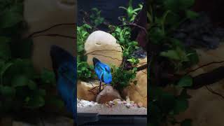 Everything Your Betta Needs in One Aquarium ✅ #shorts
