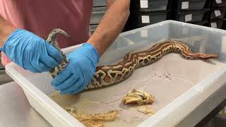 An important (and *GRAPHIC*) video about snake impaction.
