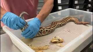 An important (and *GRAPHIC*) video about snake impaction.