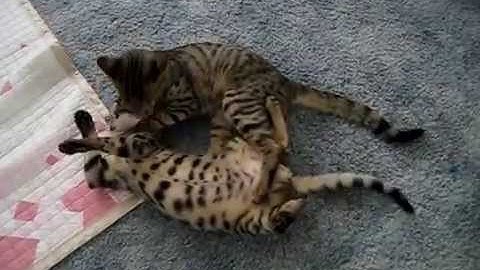 Video 622801: bengal savannah kitten, cute bengal kitten playing