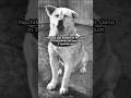 Hachiko The Dog | Story of unwavering loyalty #history