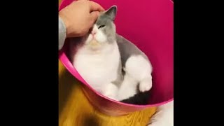 Fluffy Cat Won't Get Out Of The Basket