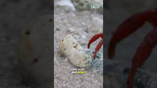 The annual migration of crabs in Cuba often ends tragically for them... #TradeLife #shorts #crabs