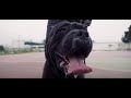 Saly X Khayrino Cane Corso Saly X Khayrino Cane Corso