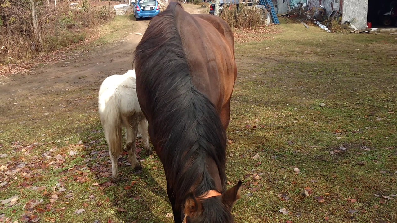 wobbler horse cheval YouTube