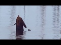 Lontra no lago de Balbina-AM