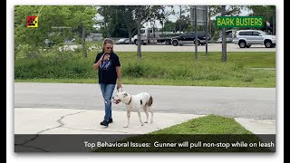 Pulling on the Leash SOLVED in MINUTES.  Dog Training of @FortMyersK9 - Best Dog Trainer by Bark Busters Home Dog Training Fort Myers 173 views 6 months ago 1 minute, 30 seconds