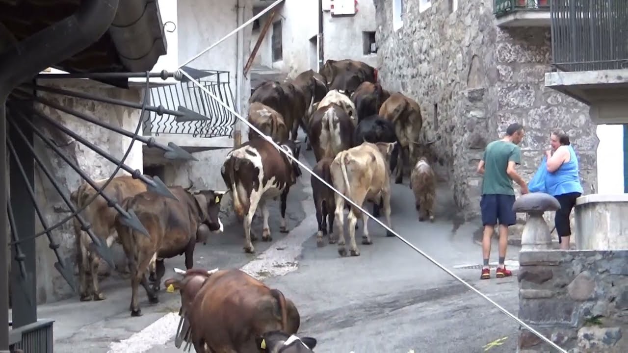 1171-(HD)-Graticelle di Bovegno BS-Passaggio di mucche 17-07-2022 (Videocamera)