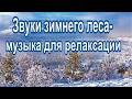 Звуки зимнего леса —Музыка для релаксации