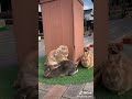 あずさとラム