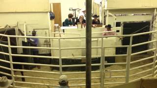 Texas Cattle Auction